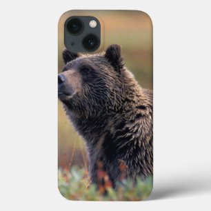 NA、米国、アラスカ、Denali NPの灰色グマ iPhone 13ケース