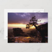 NA、米国、アリゾナ、ツーソン、サンセットとローン ポストカード (正面/裏面)