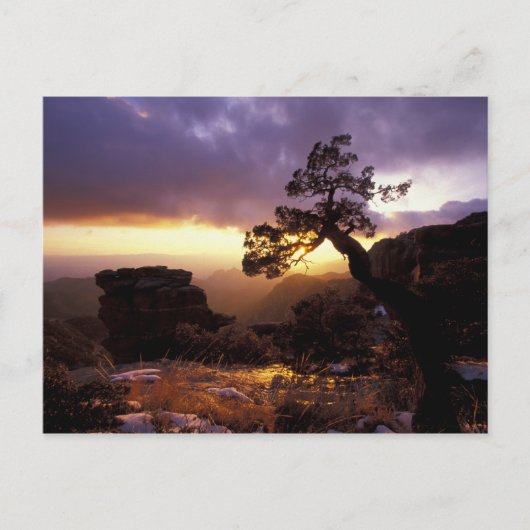 NA、米国、アリゾナ、ツーソン、サンセットとローン ポストカード (正面)