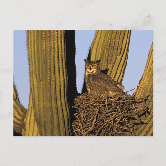 NA、米国、アリゾナ、ツーソン。角素晴らしフクロウ ポストカード (正面)