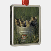 NA、米国、フロリダ、農村部フロリダ。8週間 メタルオーナメント (右)