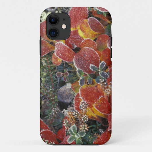 NA, USA, アラスカ州。デナリ国立公園。ベアベリー2 Case-Mate iPhoneケース (裏面)