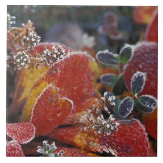 NA、USA、アラスカ、デナリNPフレステッド、秋色 タイル (正面)