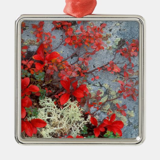 NA、USA、アラスカ、デナリNP、ベアベリー、 メタルオーナメント (正面)