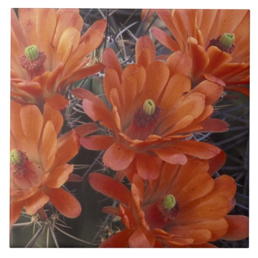 NA、USA、アリゾナ、サンザビエル。クラレットカップサボテン タイル (正面)