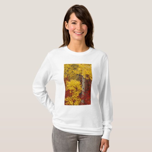 NA、USA、ワシントン、ウェナッチー国有林 Tシャツ (正面フル)