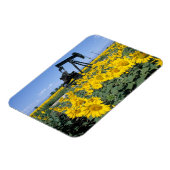 Na, USA, Colorado, Sunflowers, Derrick油 マグネット (左側)