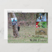 Nacle Pineysポストカード ポストカード (正面/裏面)