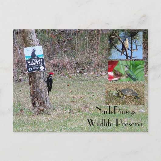 Nacle Pineysポストカード ポストカード (正面)