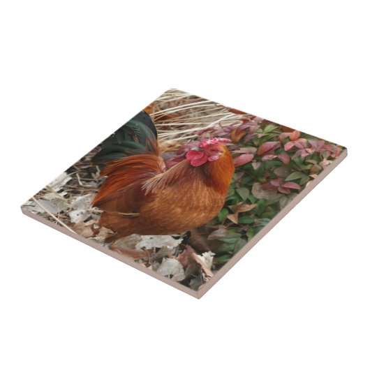 Nankinのチャボの鶏 タイル (側面)