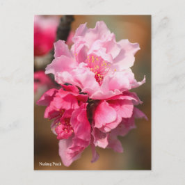 Nanking Peach [Postcard] ポストカード