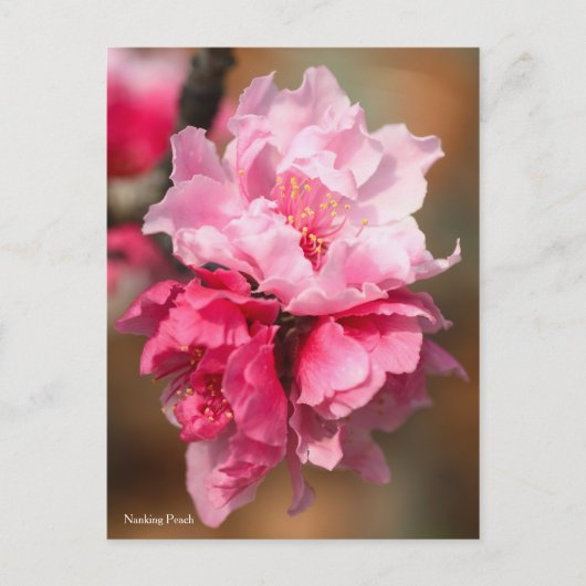 Nanking Peach [Postcard] ポストカード (正面)
