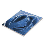 Nano蟻の走査型電子顕微鏡の顕微鏡写真 タイル (側面)