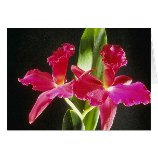 Naokazu 「火の玉」の(Potinara)花 (正面横)