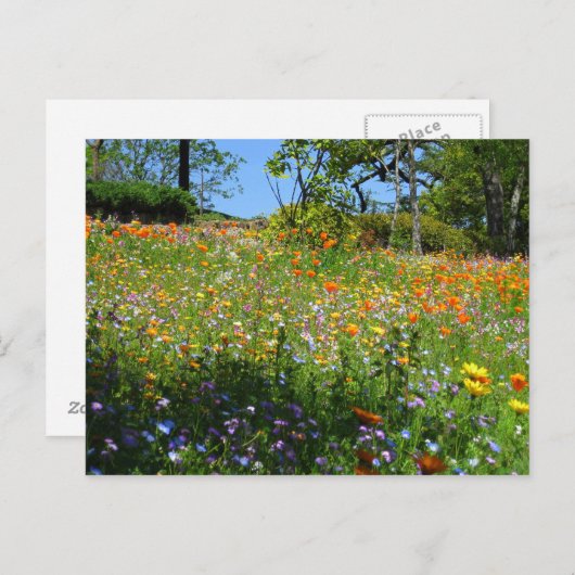 Napaの野生の花カード ポストカード (正面/裏面)