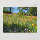 Napaの野生の花カード ポストカード (正面)