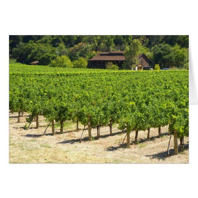 Napa Valleyのワイナリーのブドウ園 (正面横)