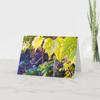 Napa Valley カード