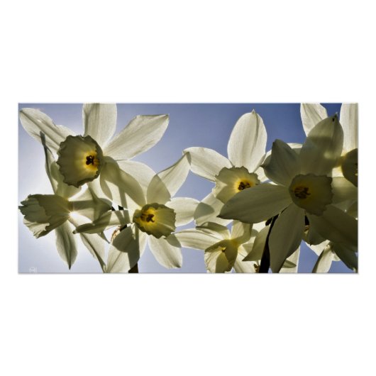 Narcissen die bloeien met een lente blauwe lucht ポスター (正面)