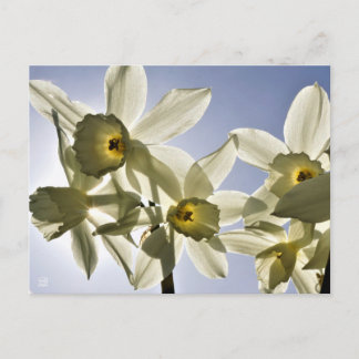 Narcissen die bloeien met een lente blauwe lucht  ポストカード