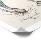 Narcissi:1.Narcissus maximus medio purpureus; 2.N ポスター (角)