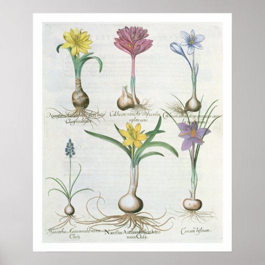 Narcissi, Crocuses and Hyacinth: 1.Narcissus autum ポスター (正面)