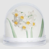 Narcissus, Pierre-Joseph Redouté, 1805 (正面)