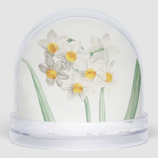 Narcissus, Pierre-Joseph Redouté, 1805 (正面)