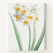 Narcissus, Pierre-Joseph Redouté, 1805 ノートブック (裏面)