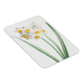 Narcissus, Pierre-Joseph Redouté, 1805 マグネット (右側)