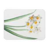 Narcissus, Pierre-Joseph Redouté, 1805 マグネット (横)