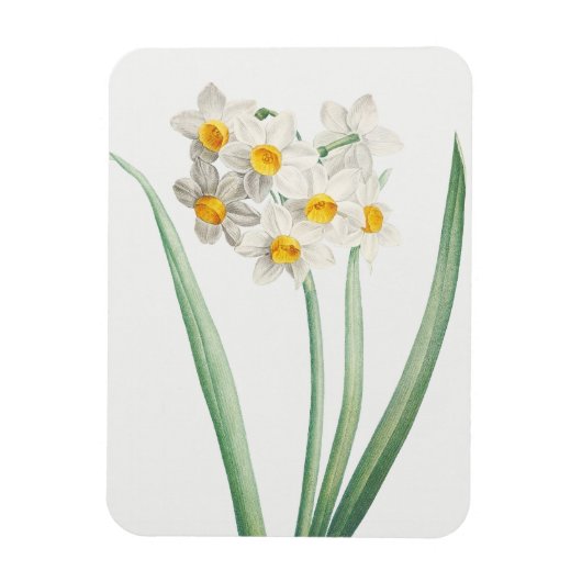 Narcissus, Pierre-Joseph Redouté, 1805 マグネット (縦)