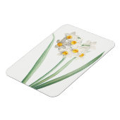 Narcissus, Pierre-Joseph Redouté, 1805 マグネット (左側)