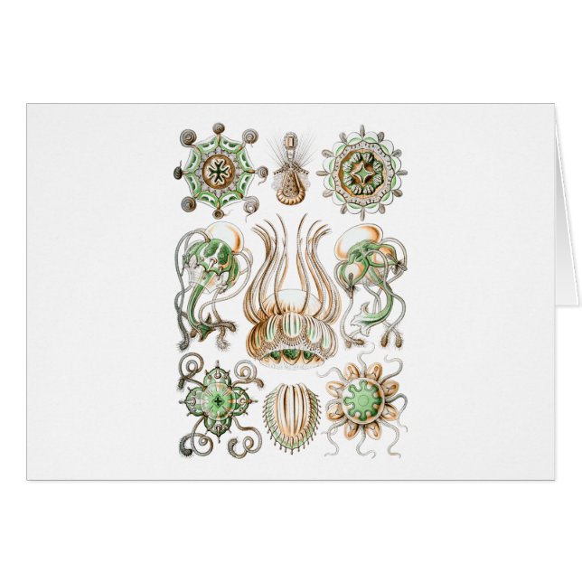 Narcomedusae (正面横)