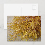 Narrowleaf Sargasso seaweed algae on sandy beach ポストカード (正面/裏面)