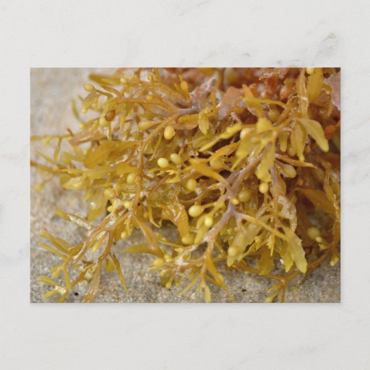 Narrowleaf Sargasso seaweed algae on sandy beach ポストカード (正面)