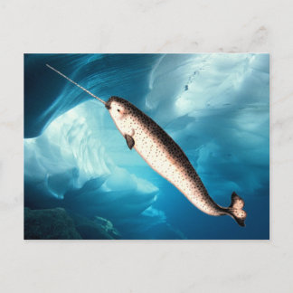 Narwhalの郵便はがき ポストカード
