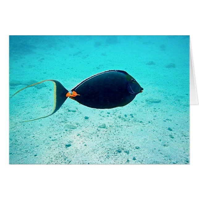 Nasoの独特の味 (正面横)