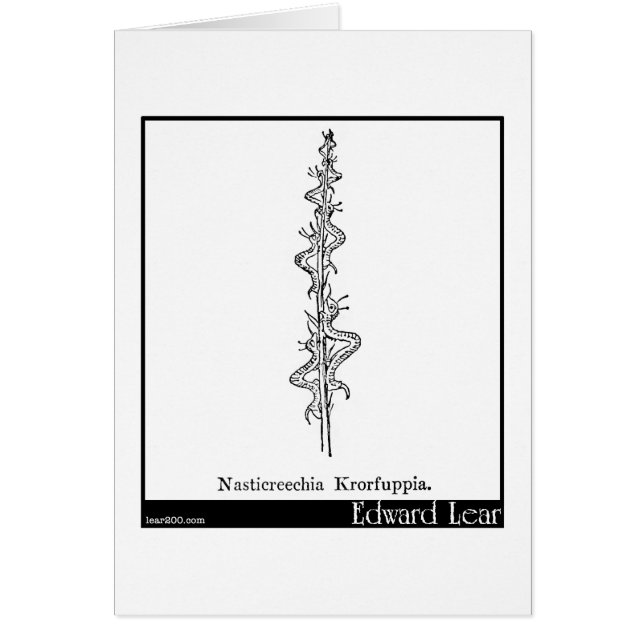 Nasticreechia Krorluppia. (正面)