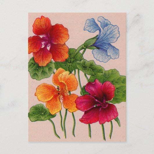 nasturtiumの複数形 ポストカード (正面)
