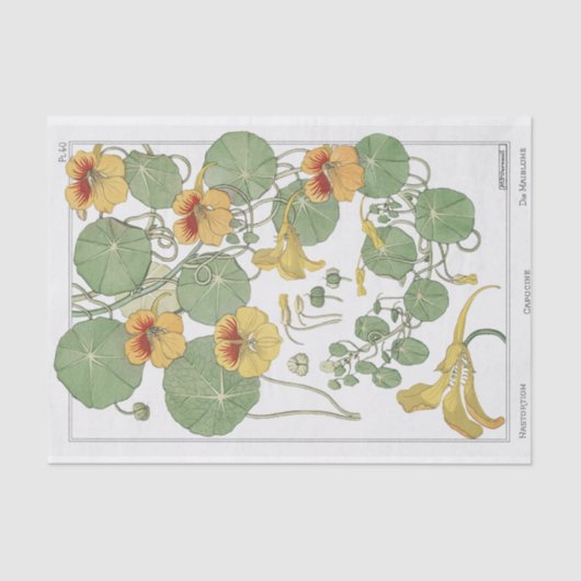 Nasturtium, Eugene Grasat's Botany Series 薄葉紙 (正面)