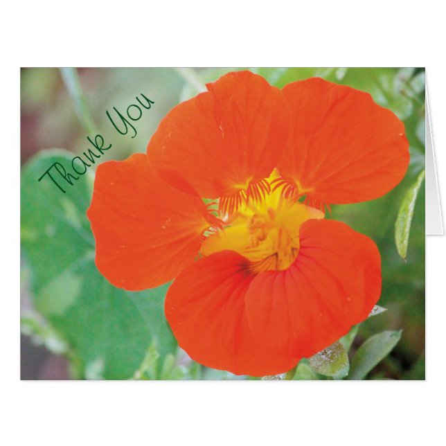 Nasturtium Flower Thank (正面横)