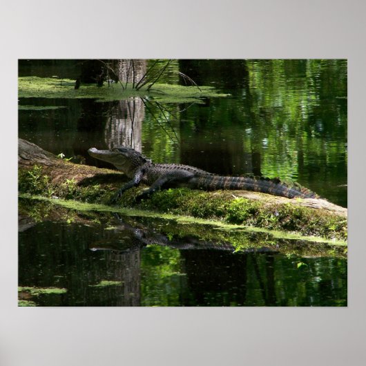 Natchez Trace Gator (3) ポスター (正面)
