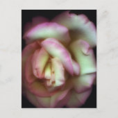  Nathan Griffith著 ポストカード (正面)