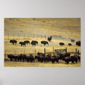 National Bison Range Roundup in Montana ポスター (正面)