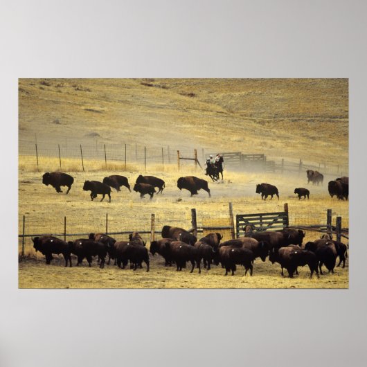 National Bison Range Roundup in Montana ポスター (正面)