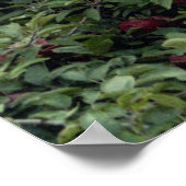 Natural Apple Tree Trees Apples ポスター (角)