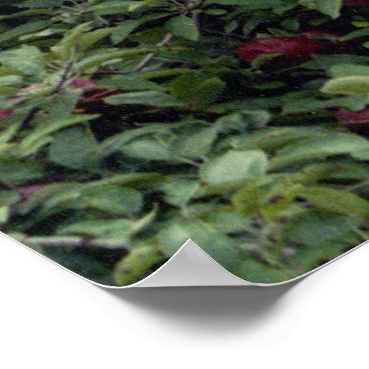 Natural Apple Tree Trees Apples ポスター (角)