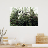 Natural Apple Tree Trees Apples ポスター (キッチン)