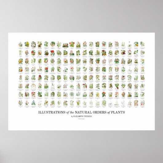Natural Orders of Plants - All Illustrations ポスター (正面)
